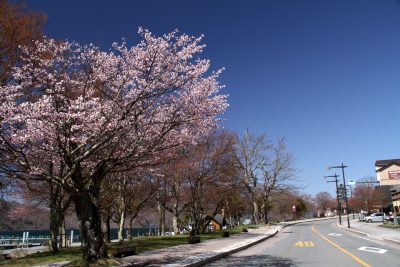 170508_sakura